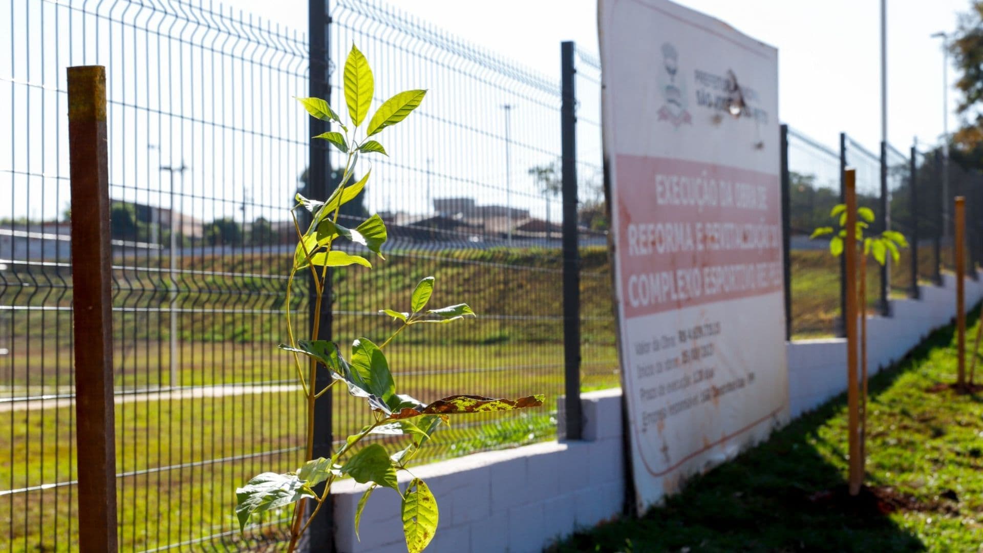 Semana do Meio Ambiente leva 60 mudas ao Complexo Rei Pelé